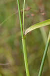 Rufous bulrush